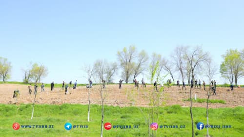 The Internal Affairs bodies in Tashkent region have planted over 80,000 saplings as part of the "Green Space" project