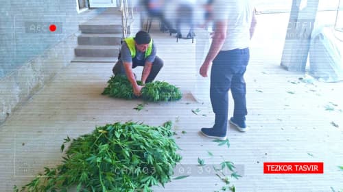 Suspected narcotic plants discovered during the "Safe and Healthy Country" campaign