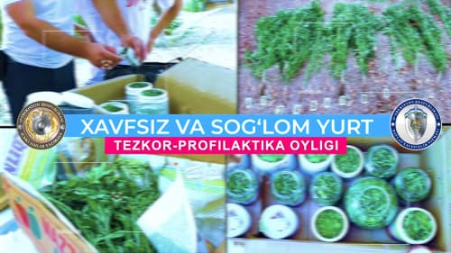“Xavfsiz va sogʻlom yurt” tadbiri doirasida Toshkent viloyatida giyohvand moddalarning noqonuniy aylanmasiga chek qoʻyildi