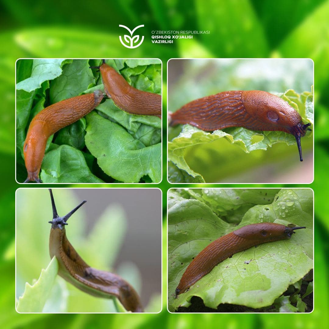 Shilliqqurtlarga qarshi kurashning samarali usullari