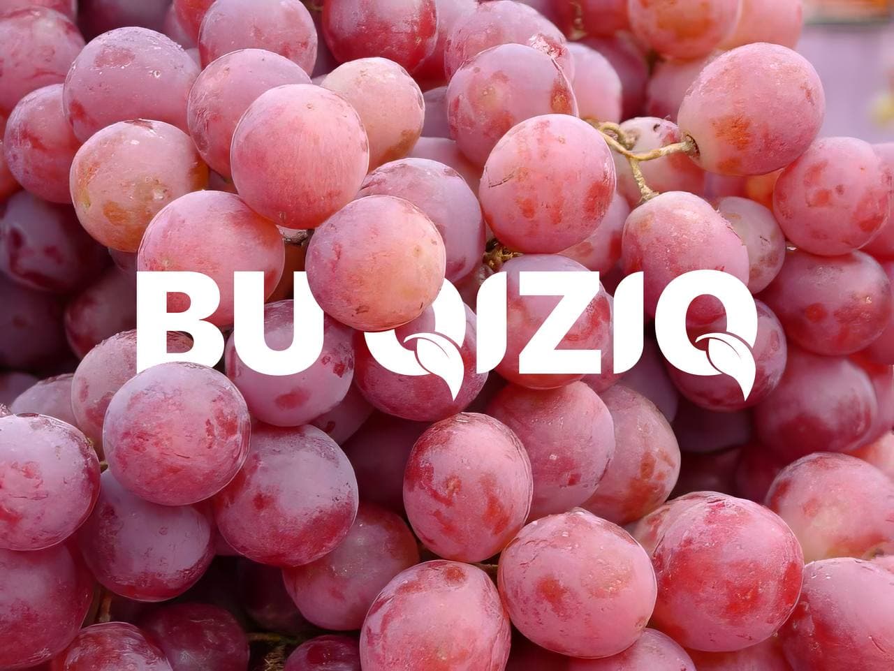 Uzumning Pushti Toyifi navi