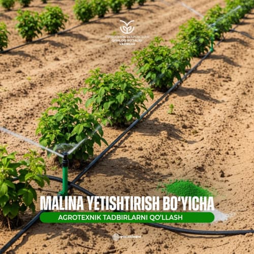 Malina yetishtirishda qanday agrotexnik tadbirlarni qo‘llash tavsiya etiladi? 