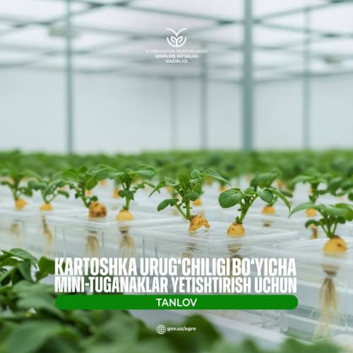 Объявляется конкурс на выращивание мини-клубней для семеноводства картофеля