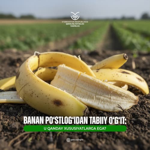 Banan po‘stlog‘idan tabiiy o‘g‘it: u qanday xususiyatlarga ega? 
