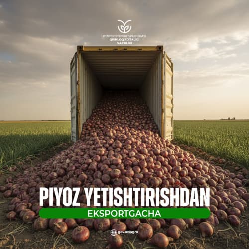 Piyoz yetishtirishdan eksportgacha: 2026-yilda O‘zbekiston bozoridagi vaziyat