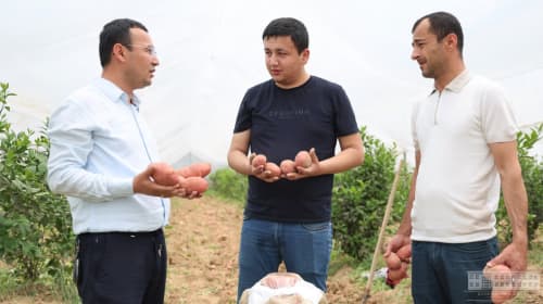 Issiqxonaning yashirin formulasi: limon + kartoshka