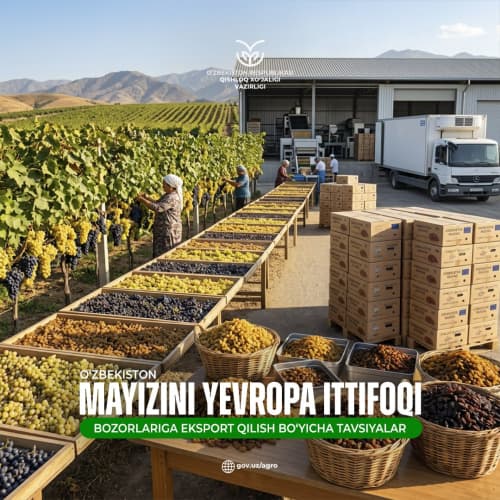 O‘zbekiston mayizini Yevropa Ittifoqi bozorlariga eksport qilish bo‘yicha tavsiyalar