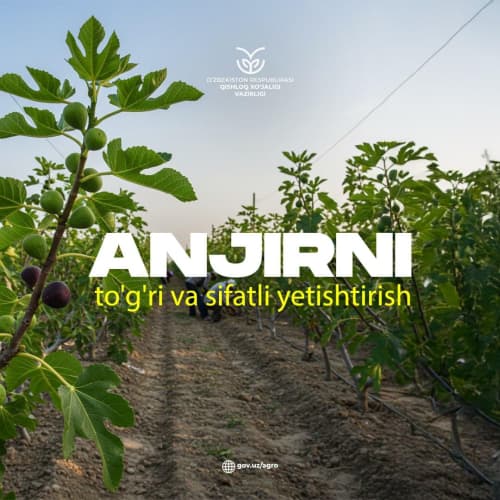 Anjirni to‘g‘ri va sifatli yetishtirishda qaysi usuldan foydalanish samara beradi