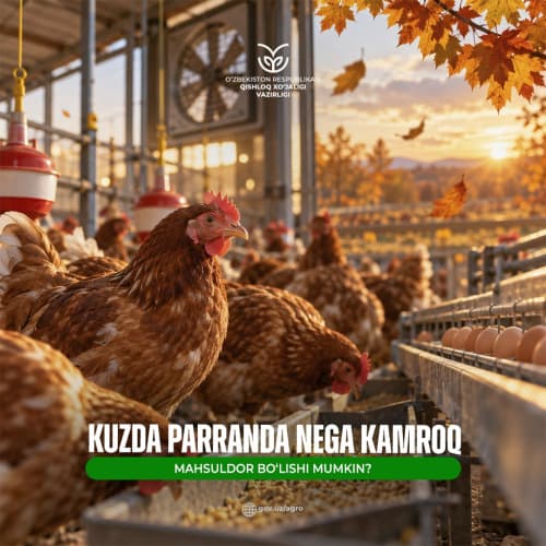 Kuzda parranda nega kamroq mahsuldor bo‘lishi mumkin?