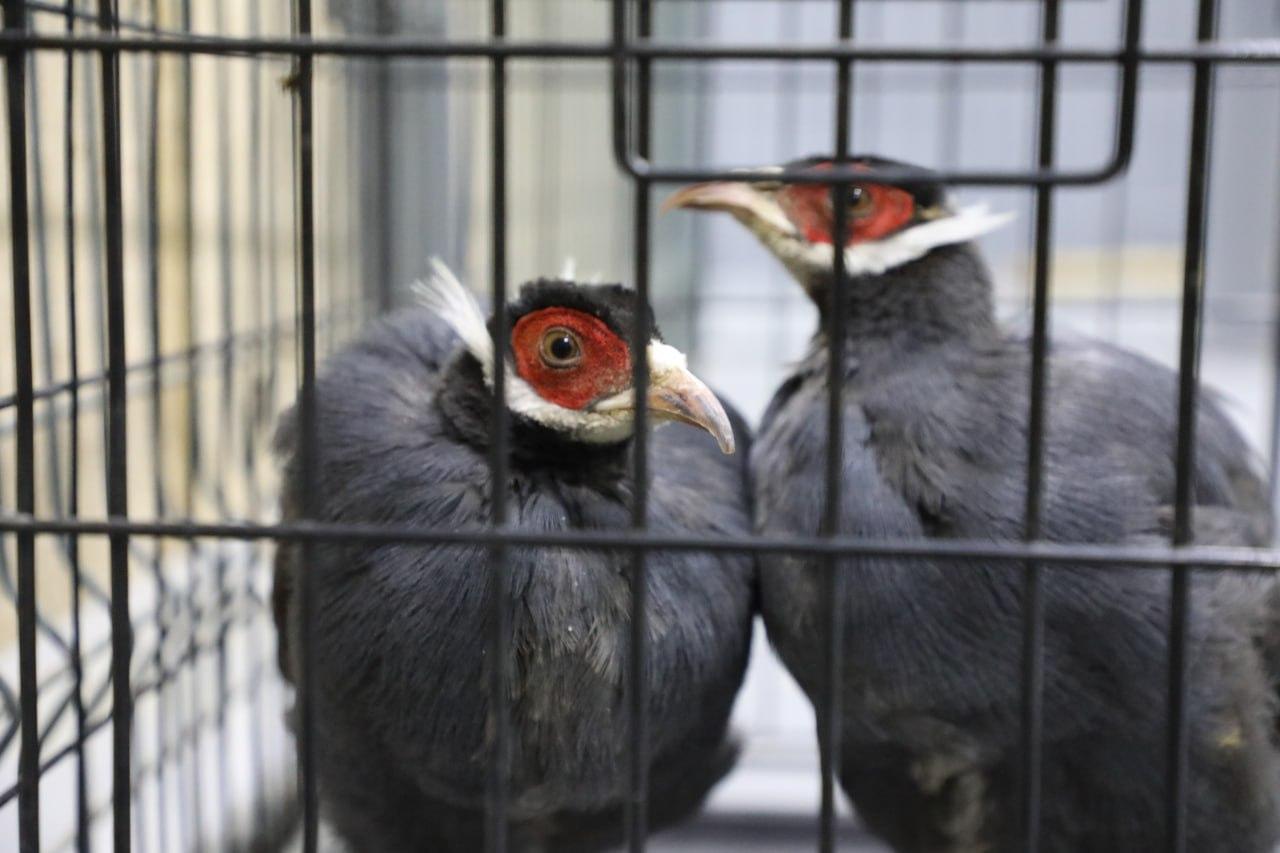 A citizen who tried to import pheasants and Indian white peacocks to Uzbekistan has been detained