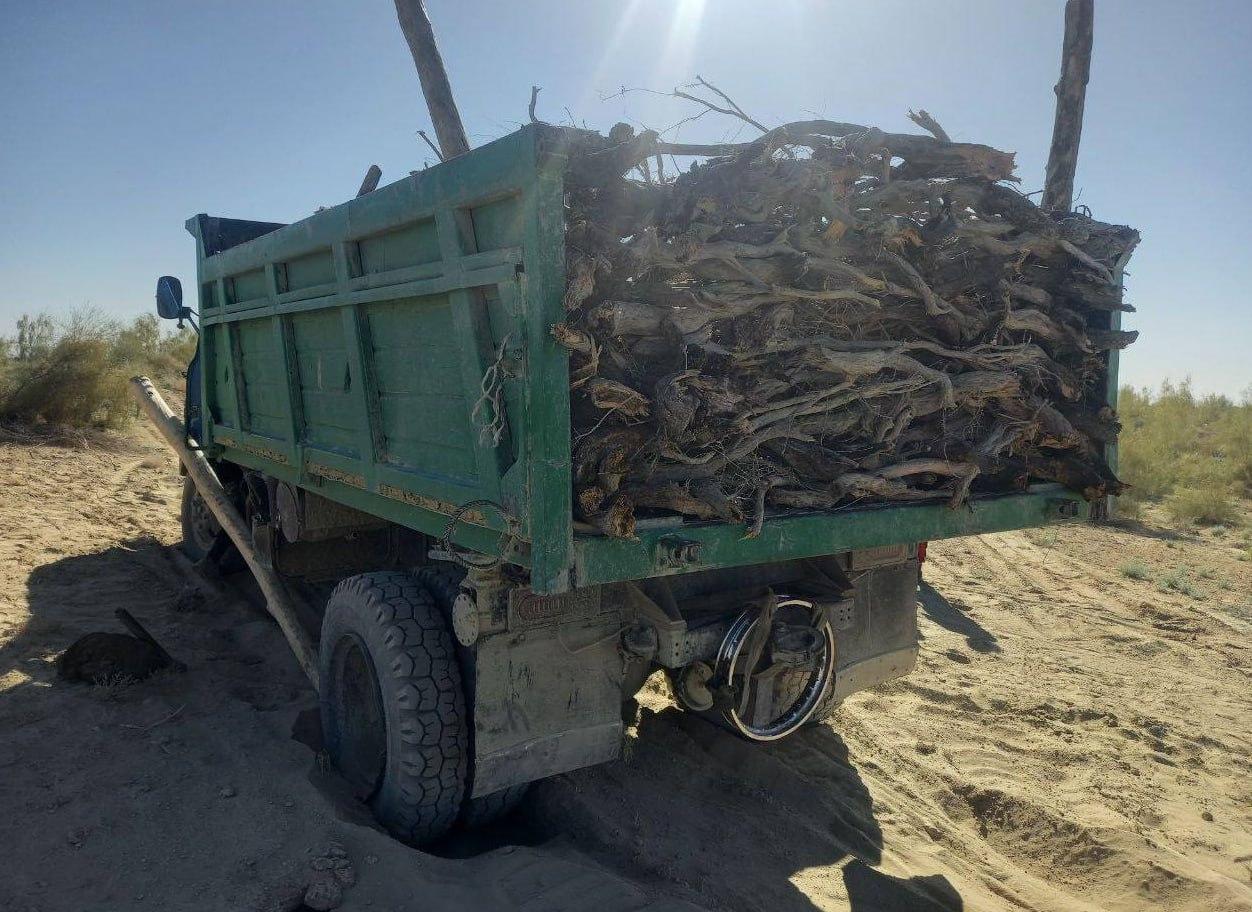 Violators were obliged to pay 538 million sums for damage to saxaul plants in Bukhara region