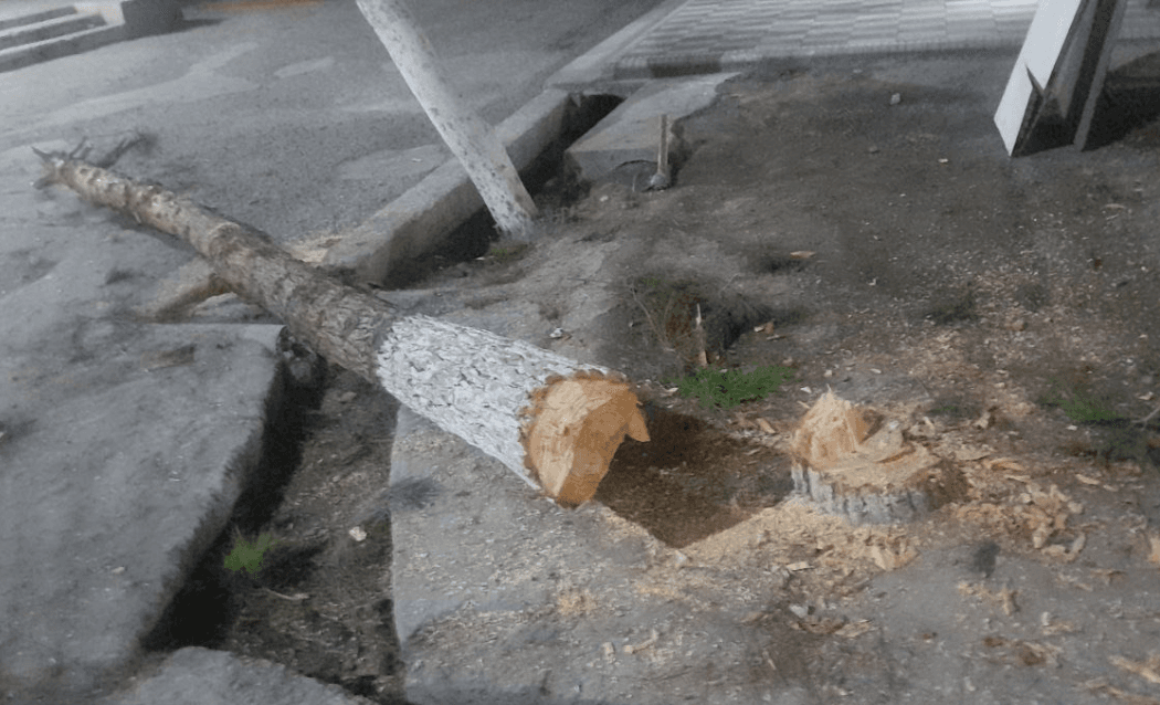 Farg‘onada daraxt kesgan fuqaro 45 million so‘m tovon to‘lab, 100 tup daraxt ekadigan bo‘ldi