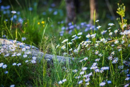 Activities of Nurseries and Plantations for the Cultivation of Wild Plants Are Being Improved