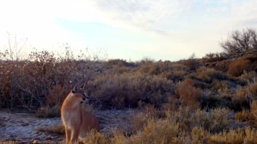 Caracal Captured by Camera Traps in the "Barsakelmes" Reserve in the Republic of Karakalpakstan