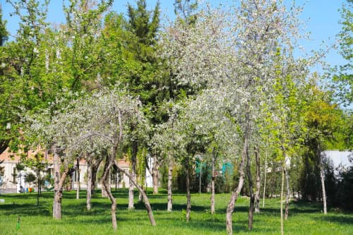 New Season of the “My Garden” Project Launched