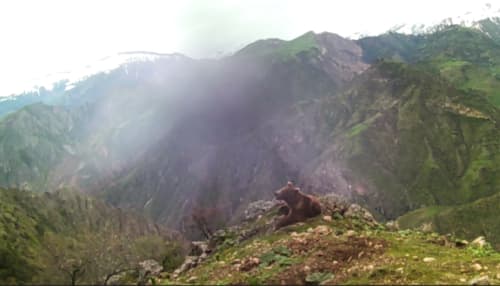 Qo‘ng‘ir ayiq Yuqori To‘palangdagi fotoqopqonda 