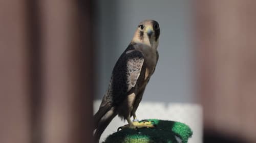 Red Book Saker Falcons Released into the Wild