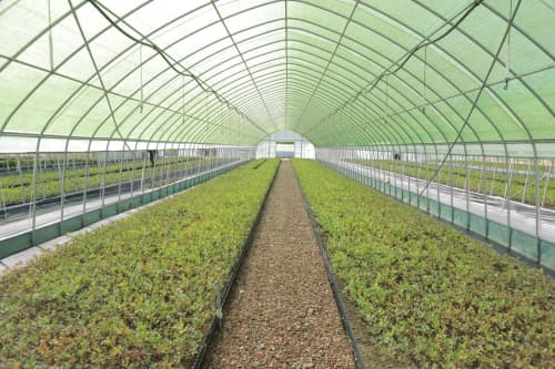 Innovative solution: modern seedlings grown in smart greenhouses in Uzbekistan