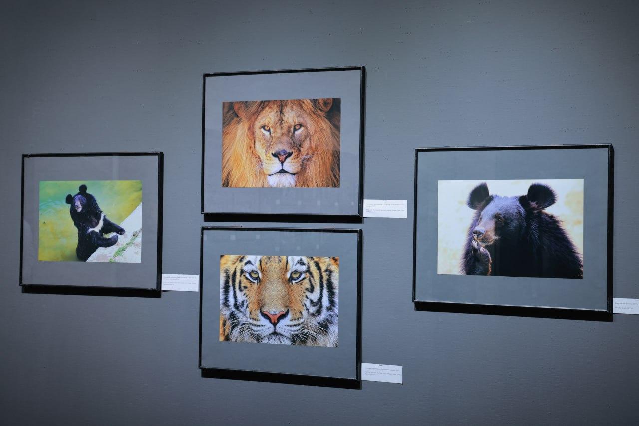 100-year history in the lens: an exhibition dedicated to Tashkent Zoo was held in the capital