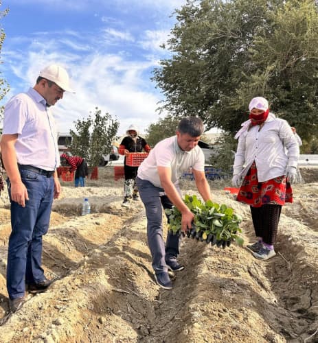 Bukhara district: according to the princip "one contour – one product" broccoli cabbage is grown in "Rabotipoyon"