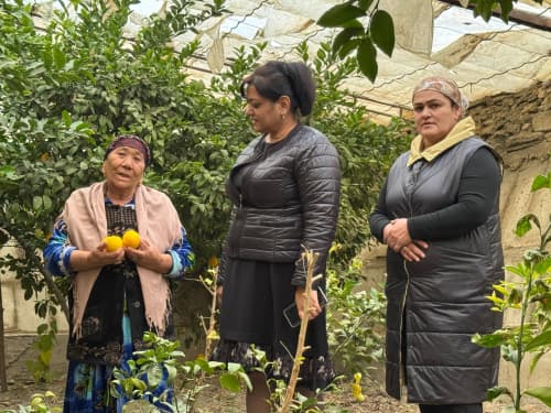 Shofirkon: talisafedlik Nazira Sultonova tabarruk yoshda ham limon yetishtirmoqda