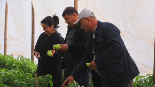 Олот: Маъмура Эргашова иссиқхонасида булғор қалампиридан 40 миллион сўм даромадни кўзлаган