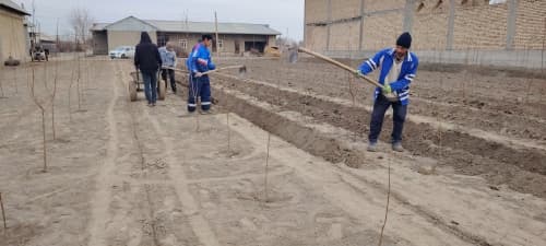 Qorakoʻl tumani: “Yashil makon” loyihasi doirasida Dargʻabogʻida intensiv bogʻ barpo etilmoqda
