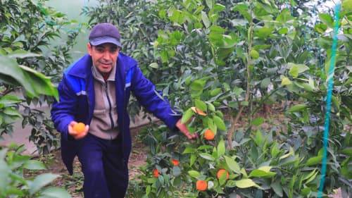 Olot: Roʻziyevlar oilasi mehnatkashlari issiqxonasidan 120 million soʻm daromad olmoqda