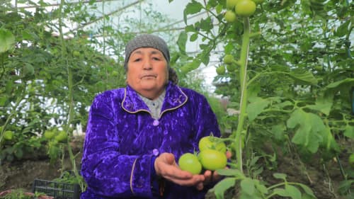 Олот: Турсунтош момо иссиқхонадан тўрт фаслда ҳам барака топаётган миришкорлардан 
