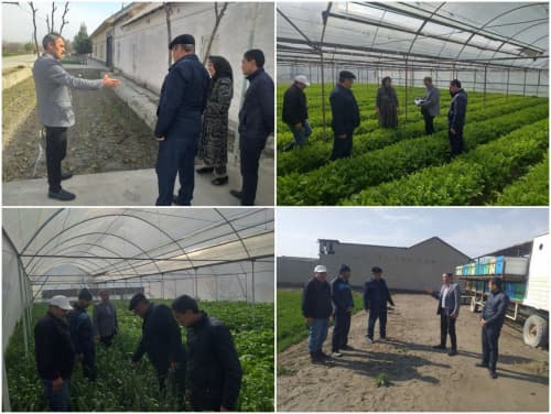 Peshku: “Sadir” mahallasida Badalovlar oilasi issiqxonasida ham barakali hosil koʻzlangan