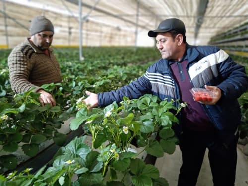 Vobkent: qishda qor bagʻrida... "Latifsobungar"da qulupnay qut-barakasi...