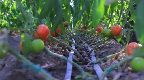 Қоракўл: «Обод турмуш замини» иссиқхоначилик фаолиятини кенгайтирмоқда 