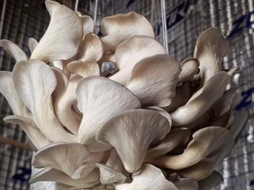 Когон тумани: “Мевазор”да тадбиркор аёллар сафи кенгаймоқда