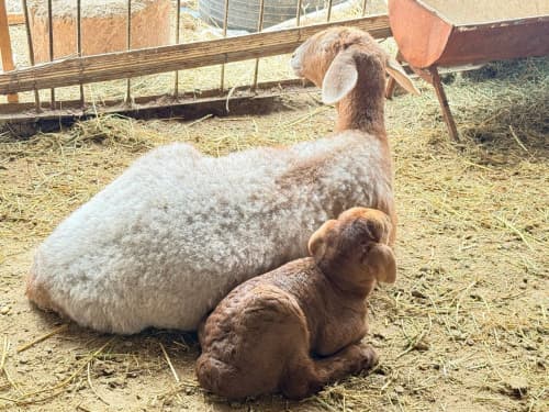 Пешку: Ойбекжон Хайруллаев наслчилик хўжалигини кенгайтирмоқда