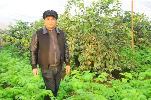 Vobkent: Limonchilik Sojiddin Usmonov oilasiga baraka kiritmoqda
