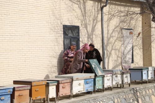 Shofirkonning “bolli koʻchasi”: “Iskogare”dagi asalarichilar xonadonidan reportaj