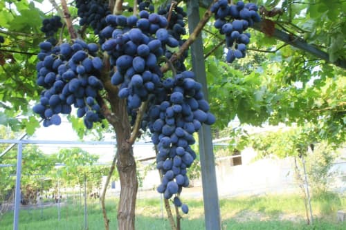 Jondor: “Chiqirobod”da yana 2 gektar yerda tokzor barpo qilinmoqda