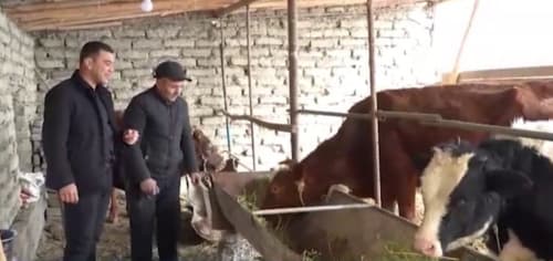 Жондор: “Тобагар”да Сайлиев чорва хўжалиги кенгаймоқда