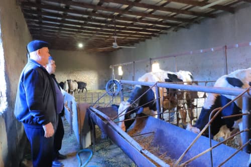 Kogon: Tutkundada Safarov xonadonida boʻrdoqichilikdan 150 million soʻmga yetkazib daromad qilinmoqda