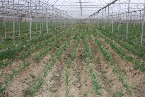 Qorovulbozor: “Navbahor” mahallasidagi 5 gektarli issiqxonada sarimsoqpiyoz yetishtirilmoqda