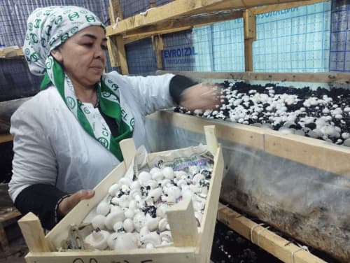 Romitan: “Istiqlol” mahallasida yashovchi uy bekasi Gulchehra Sharopova ham qoʻziqorin yetishtirmoqda