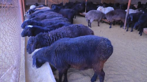 Qorakoʻl: Xoʻjakon mahallasida yashovchi Qurbonov qoʻrasidagi qoʻylari soni 400 boshga yetkazildi 