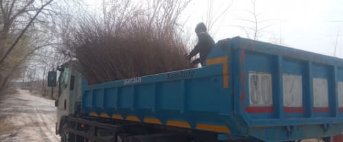 Jondor: koʻchat oʻtqazish, koʻkalamzorlashtirish har bir koʻcha va mahalla boʻylab davom etadi