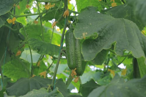 Kogon tumani: “Kogon agro saxovat servis” MCHJ 100 tonna bodring yetishtirish harakatida