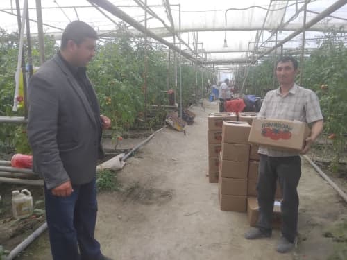 Vobkent: “Hajuvon” issiqxonalarida pomidor yetilib pishdi