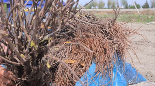 Olot: “Usmonshayx” mahallasida 4 gektar yerda uzumzor-tokzor barpo qilinmoqda