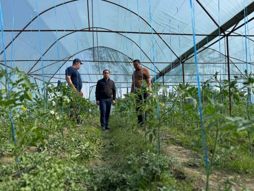 Шофиркон: Холовлар иссиқхонасида 1,5 гектардан 300 миллион сўм моддий манфаатдорлик кўзланмоқда