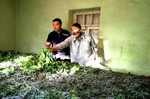 Ғиждувон: “Шўрча”да Бўроновлар уй хўжалиги 5 қути ипак қурти парваришламоқда