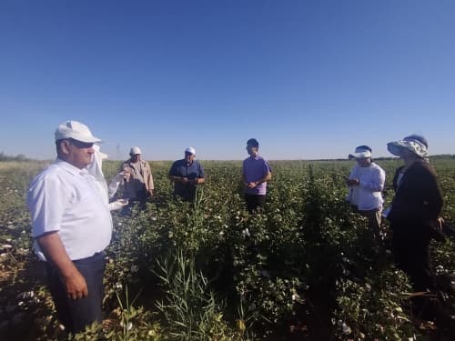 Xitoylik olimlar Buxoro choʻl massividagi agrotexnik tadbirlar bilan tanishdilar
