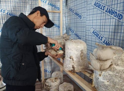 Жиззахда қўзиқорин етиштиришда самарали лойиҳалар амалга оширилиб, янги иш ўринлари яратилмоқда